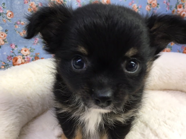 チワワ（ブラックタン＆ホワイト）男の子　２０２１年４月９日生まれ　入舎！！