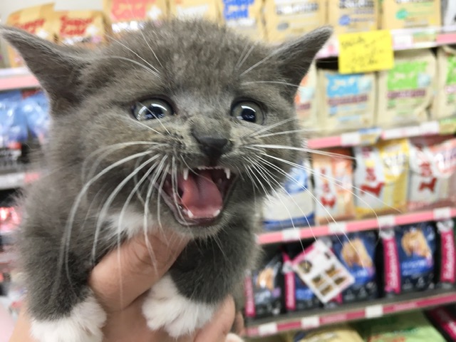 ブリティッシュショートヘアー（ブルー）男の子　２０２１年４月６日生まれ　入舎！！