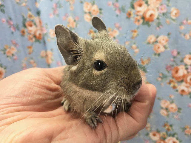 デグー（ブルー）女の子　２０２１年４月生まれ