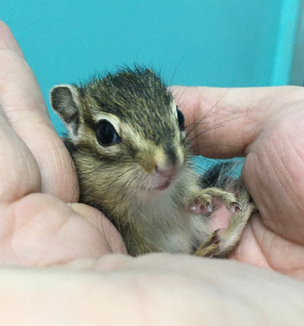 シマリス　２０２１年４月生まれ　