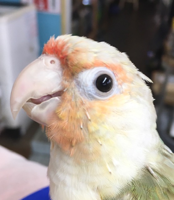 ウロコインコ（ブルーパイナップル）　２０２１年２月生まれ　