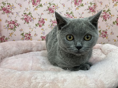 丸顔！！ブリティッシュショートヘアの女の子　2021.6/25撮影