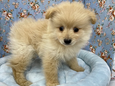 ガチムチ!!　ポメラニアンの男のコ 　2021.6/1撮影