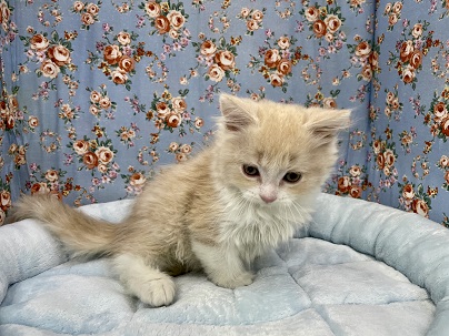 実はひょうきんもの?! スコティッシュフォールドの男のコ 2021.6/8撮影