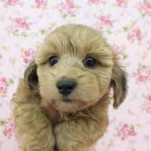 まるでぬいぐるみ！？ＭＩＸ（トイプー×ダックス）・女の子！