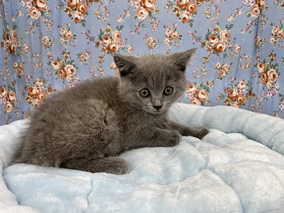 当店初?! シャルトリューの男のコ 2021.6/1撮影