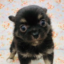 甘え上手なチワワくん来たよ～！