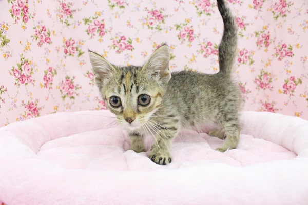 カワイイ×ワイルド☆ジェネッタ・女の子！