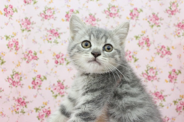 おてんば全開☆マンチカン・女の子！