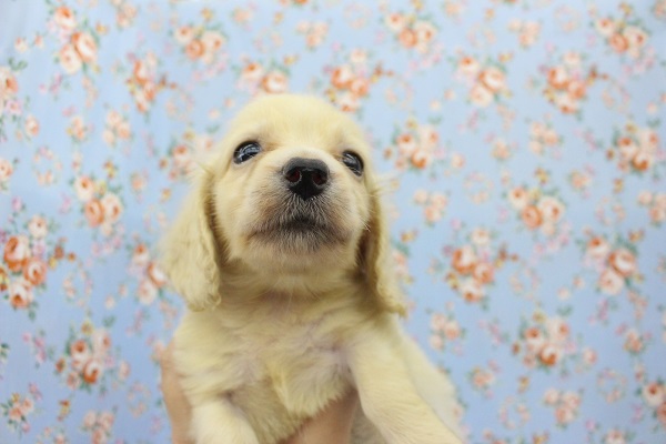 マイペース王子☆ミニチュアダックス・男の子！