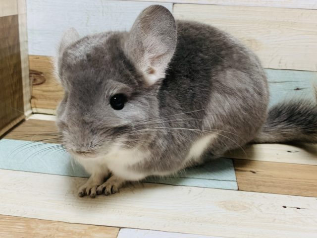 イケメン☆安心サイズのチンチラ(バイオレット)くん！