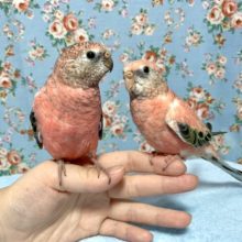 手乗りアキクサインコ　ローズ🌹２羽　７月４日