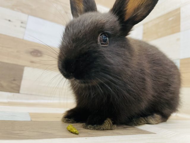 可愛すぎメロメロ要注意②♡ネザーランドドワーフ(ブラック)