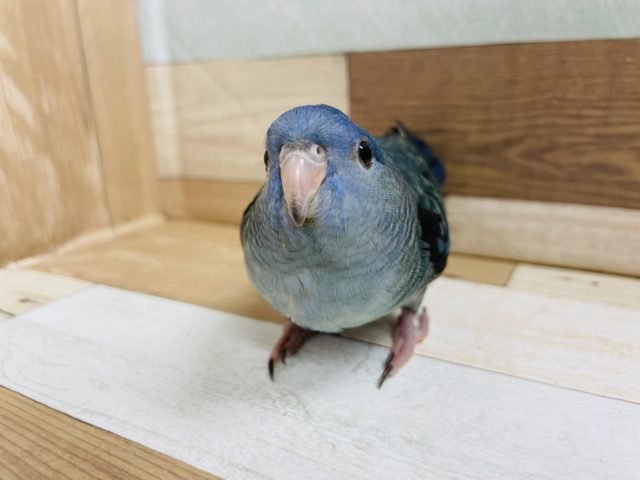 嬉しくて膨らみます♥サザナミインコヒナ(コバルトブルー)
