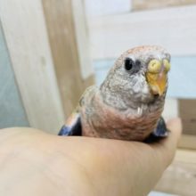 もっちり具合がたまらん♡ローズアキクサインコヒナ！