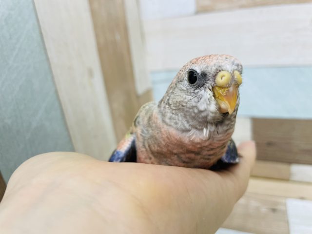 もっちり具合がたまらん♡ローズアキクサインコヒナ！