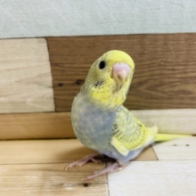 モデル志望！？セキセイインコヒナ(レインボースパングル)