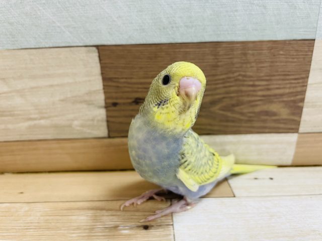 モデル志望！？セキセイインコヒナ(レインボースパングル)