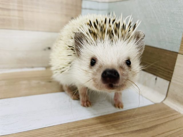 早食い！？ヨツユビハリネズミちゃん(パイド)