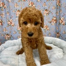 体しっかりしてます！ トイプードルの男のコ 2021.7/27撮影