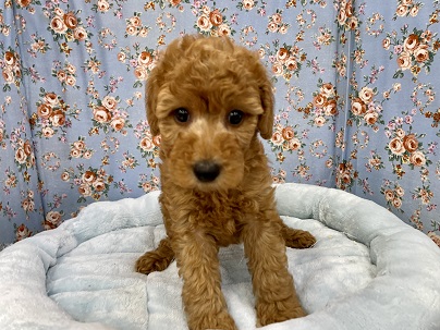 体しっかりしてます！ トイプードルの男のコ 2021.7/27撮影