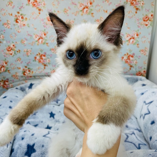 守ってあげたい！ラグドールくんの最新画像更新☆