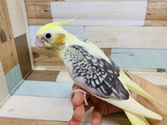 1人餌になり模様がでました♪オカメインコ　パールパイドです！