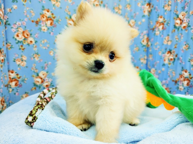 ポメラニアンの男の子入荷いたしました♥️