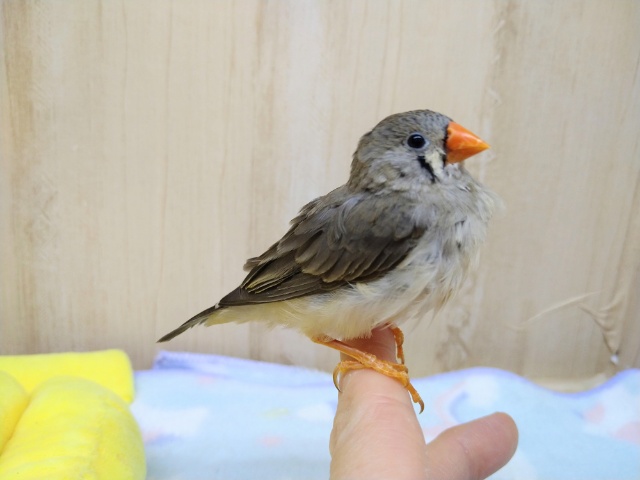 抱っこ大好き！キンカ鳥のつくねちゃん（仮）