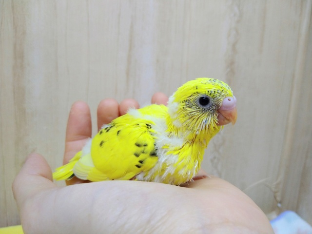 ヒマワリみたいに鮮やかな黄色のセキセイインコヒナ来ました〜