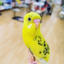 馴れてます！めちゃくちゃ馴れてます！！セキセイインコのハルクイン♥️