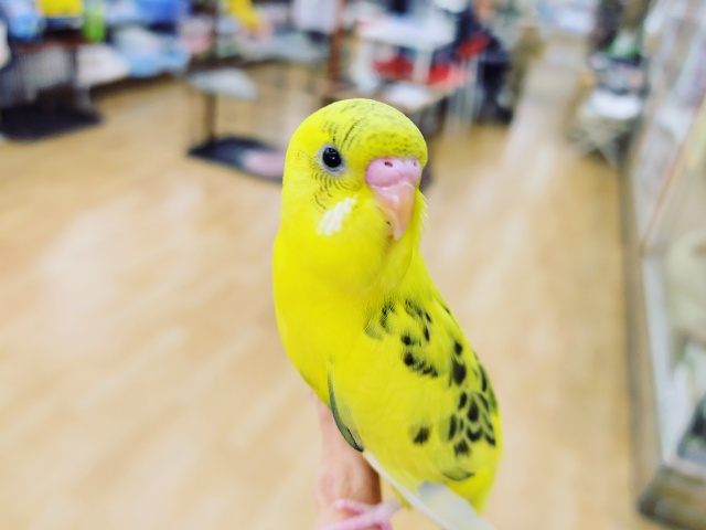 馴れてます！めちゃくちゃ馴れてます！！セキセイインコのハルクイン♥️