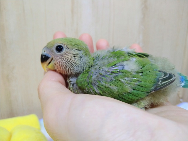 ノーマルカラーの小桜さん、来ましたよ〜