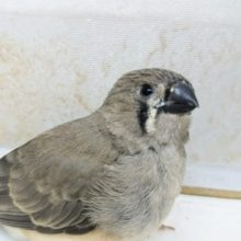 元気いっぱい☀️ キンカチョウ(ヒナ)