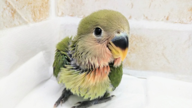緑色の翼が目を引く🍀 コザクラインコ(ノーマル) その1