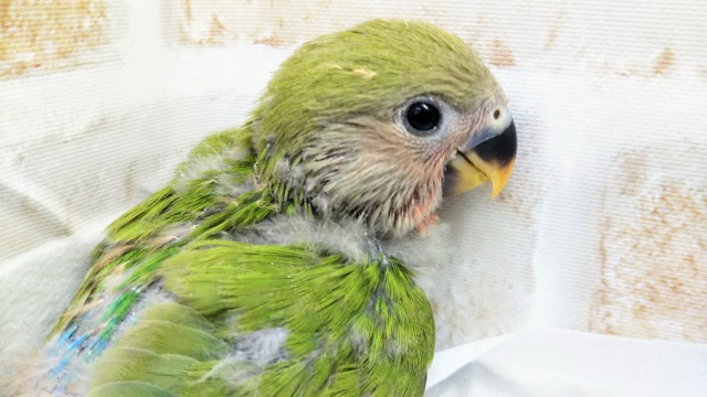 運命です🙏 コザクラインコ(ノーマル) その2