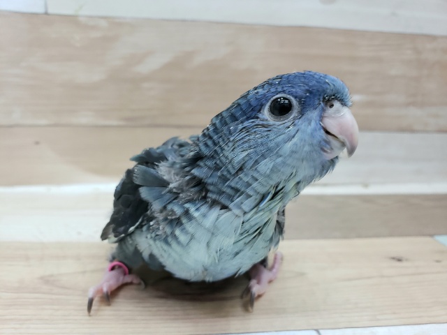 ひとり餌になりました！！動きが可愛いサザナミさん