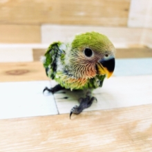 コザクラインコのノーマルカラー入荷しました♥️