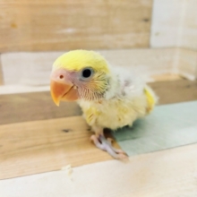 コザクラインコ(タイガーチェリー)入荷しました♥️