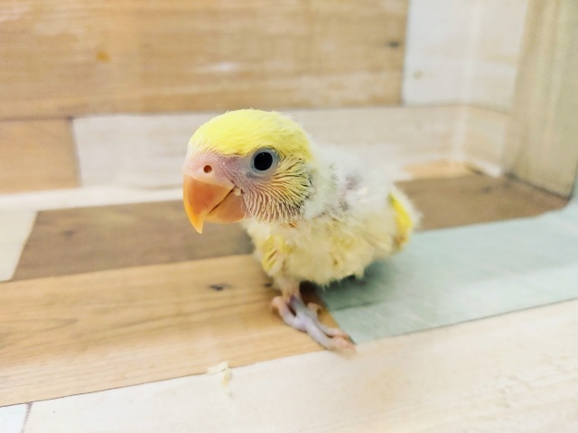 コザクラインコ(タイガーチェリー)入荷しました♥️