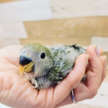 コザクラインコ(オリーブ)さん入荷しました♥️