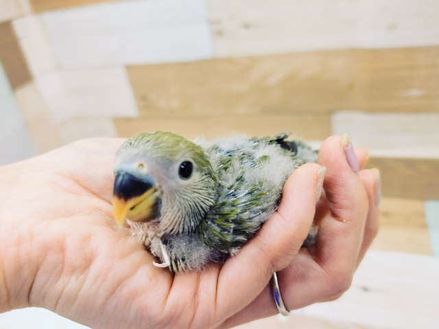 コザクラインコ(オリーブ)さん入荷しました♥️