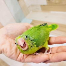 最新画像更新！！マメルリハのノーマル入荷しました♥️