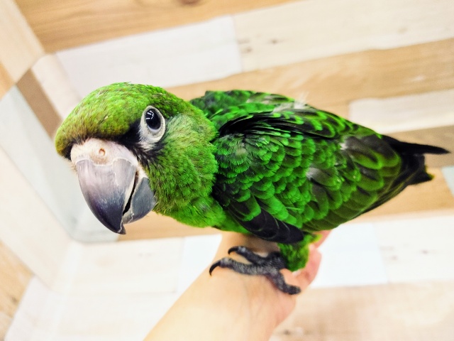 最新画像更新！なでなでを甘えた声で要求♥️ズアカハネナガインコさんです！！