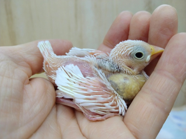 入荷が少なくなって来ましたよ！白文鳥ヒナヒナ〜