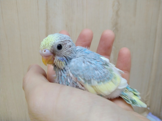 爽やかパステルカラーのセキセイヒナさん来ました〜