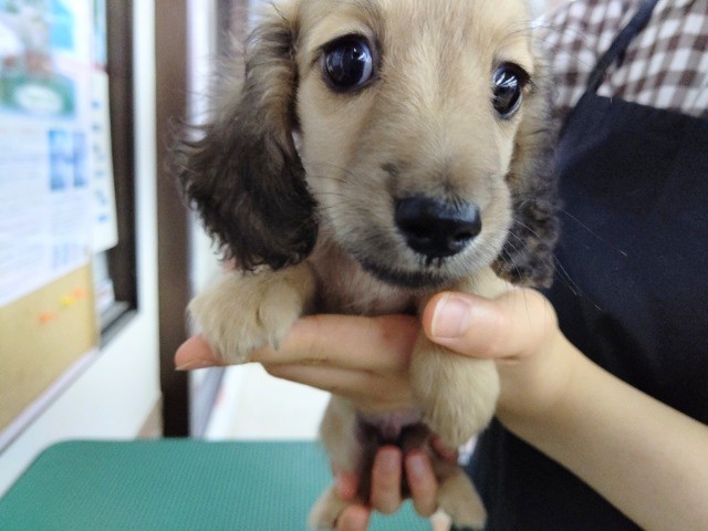 最新！おっとり系!ミニチュアダックス 男の子♪