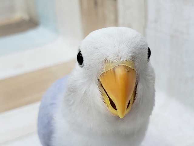 小桜インコヴァイオレットオパーリンパイド入荷です。