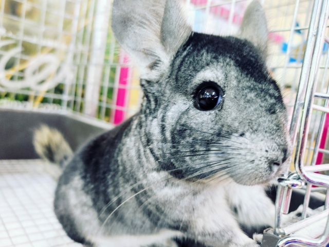 超ホヤホヤ最新画像☆高級感ある毛並み！チンチラちゃん(ブラックベルベット)