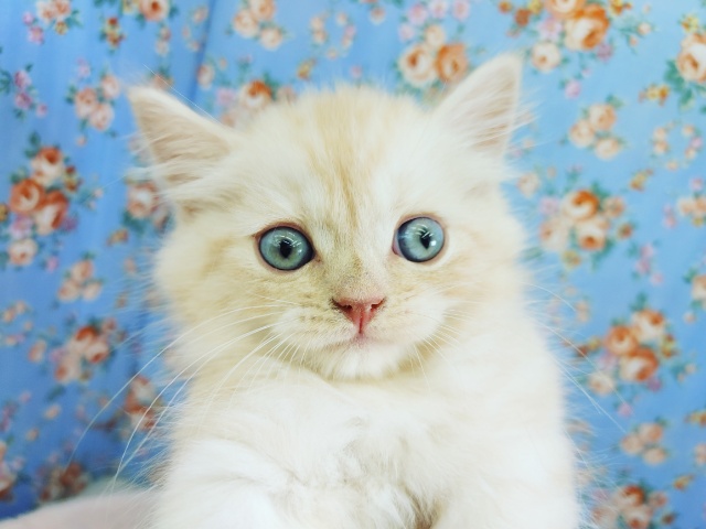 美形にゃんこ入荷しました～♥️(マンチカン)